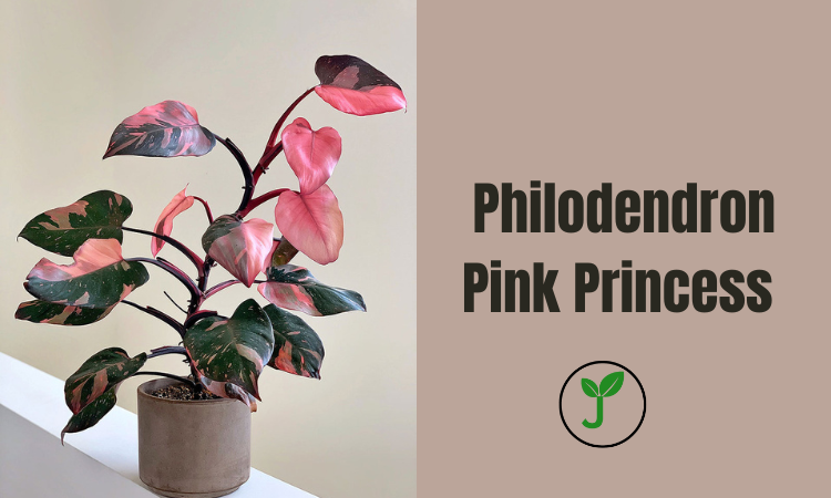 Philodendron Pink Princess 