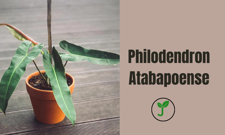 Philodendron Atabapoense