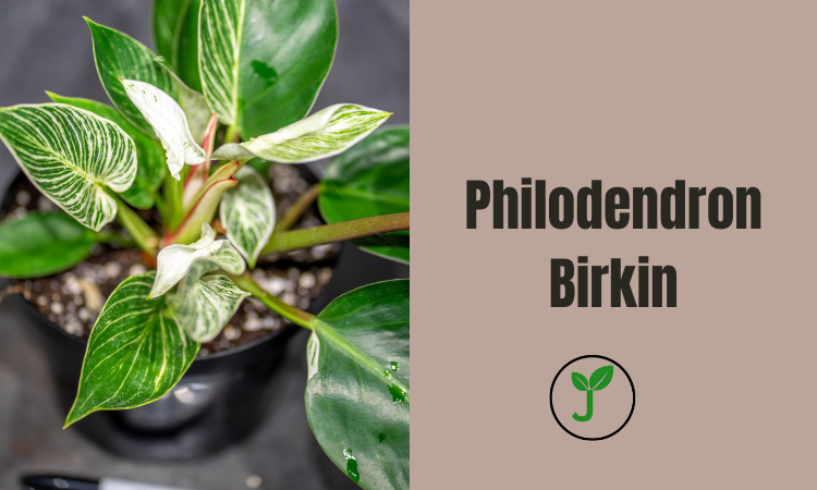 Philodendron Birkin