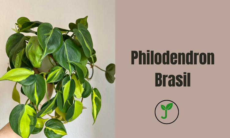 Philodendron Brasil