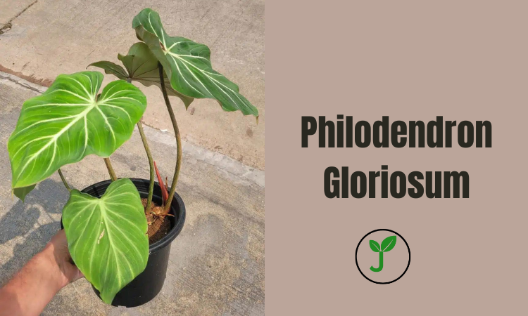 Philodendron Gloriosum