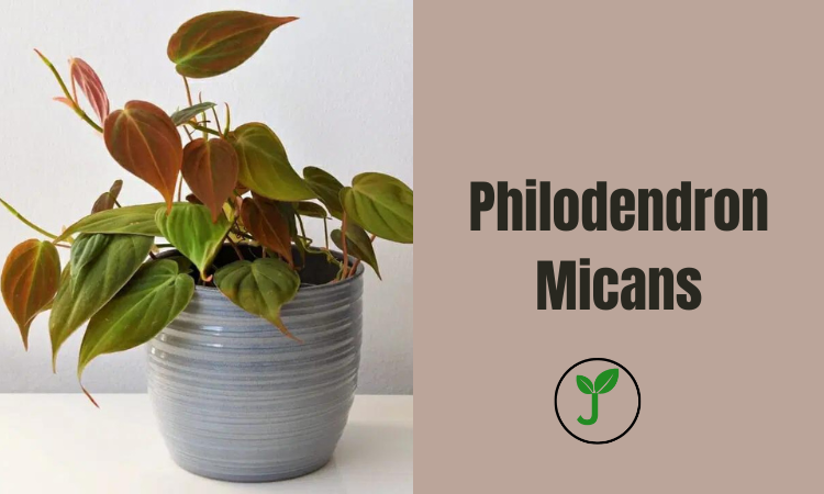 Philodendron Micans