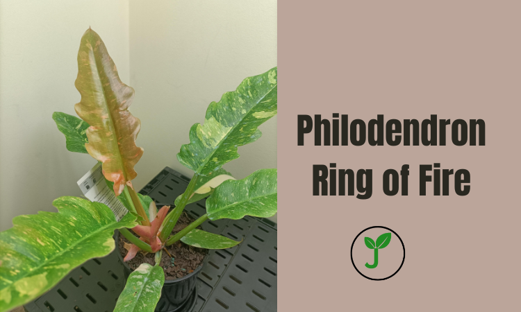 Philodendron Ring of Fire