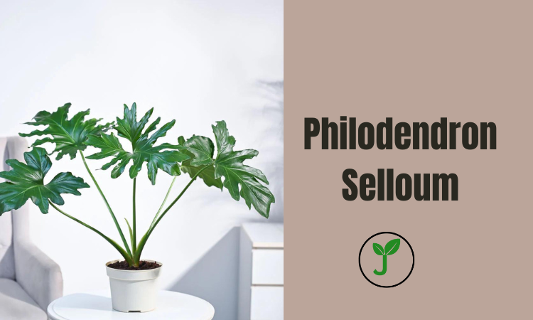 Philodendron Selloum