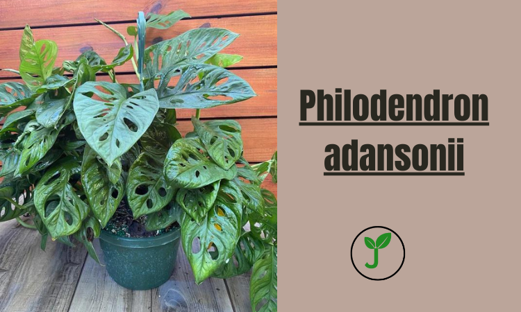 Philodendron adansonii