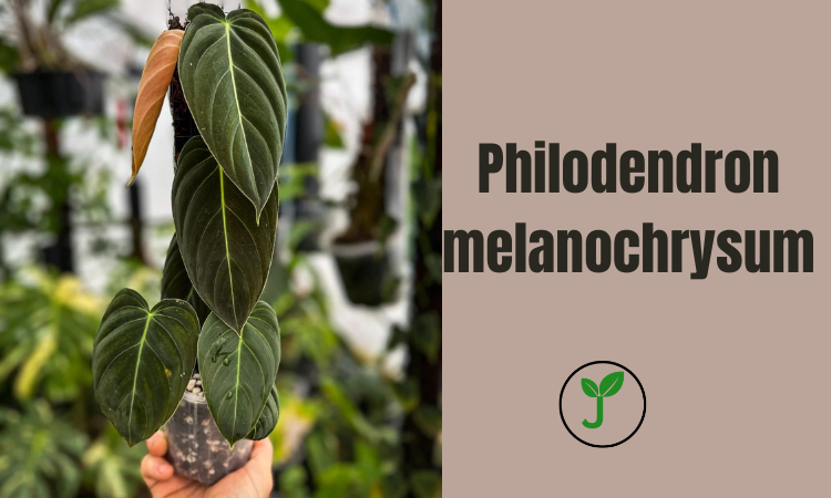 Philodendron melanochrysum