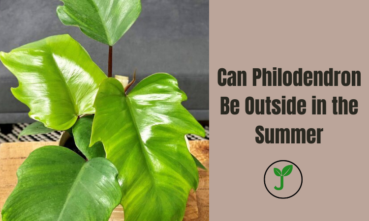 Can Philodendron Be Outside in the Summer