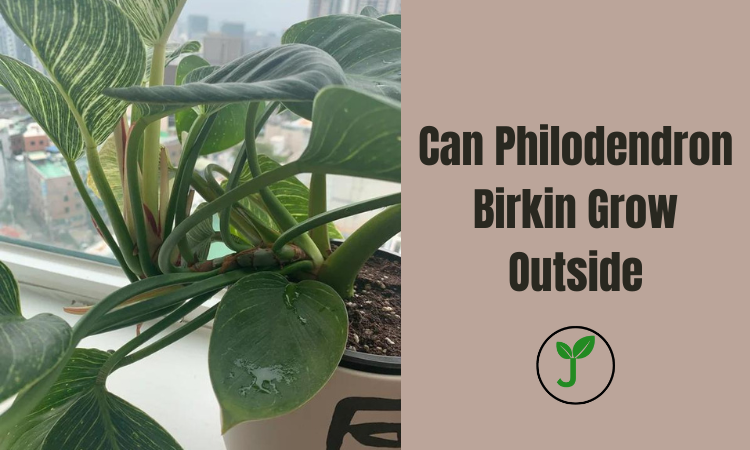 Can Philodendron Birkin Grow Outside