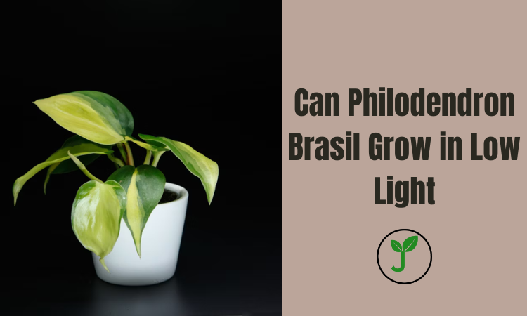 Can Philodendron Brasil Grow in Low Light