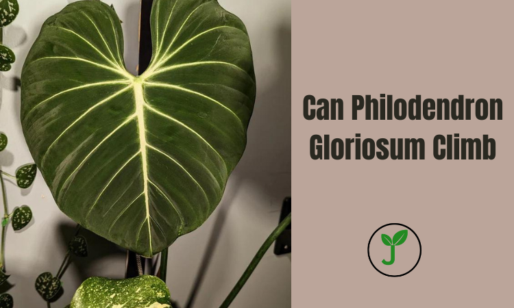 Can Philodendron Gloriosum Climb