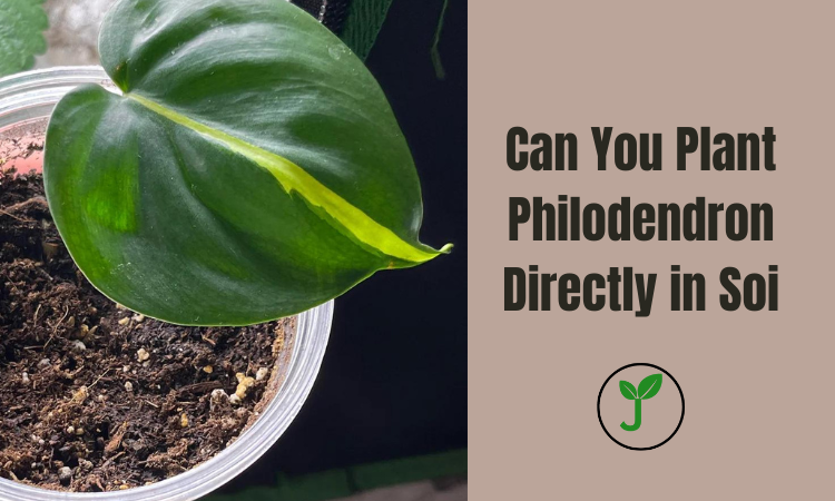 Can You Plant Philodendron Directly in Soi