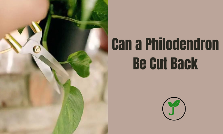 Can a Philodendron Be Cut Back