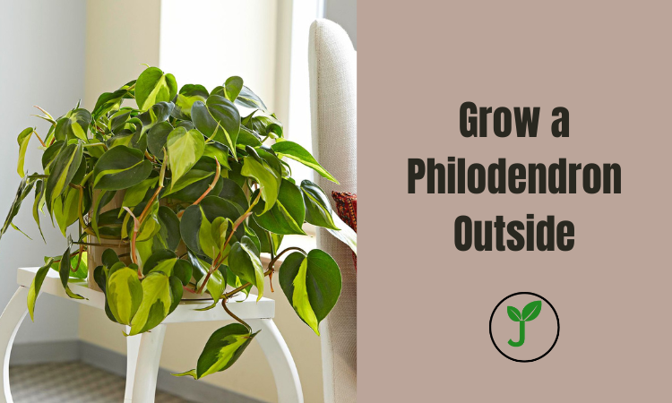 Grow a Philodendron Outside