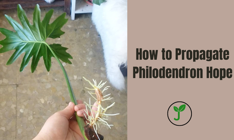 How to Propagate Philodendron Hope