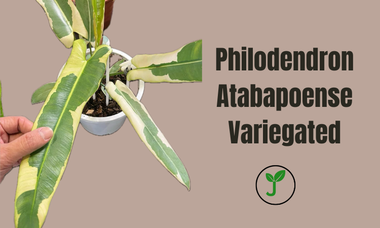 Philodendron Atabapoense Variegated
