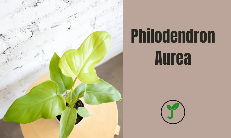 Philodendron Aurea