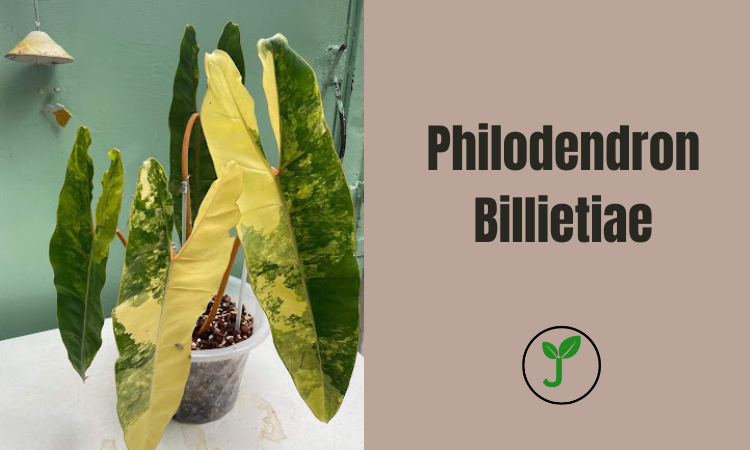 Philodendron Billietiae