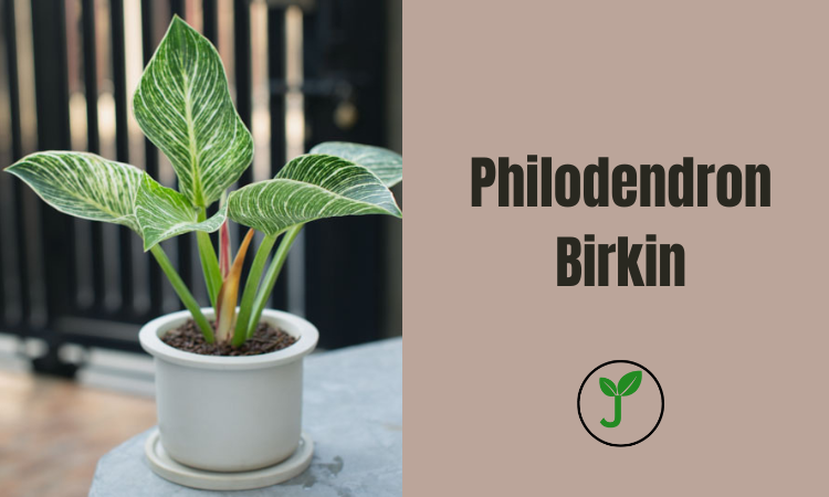 Philodendron Birkin