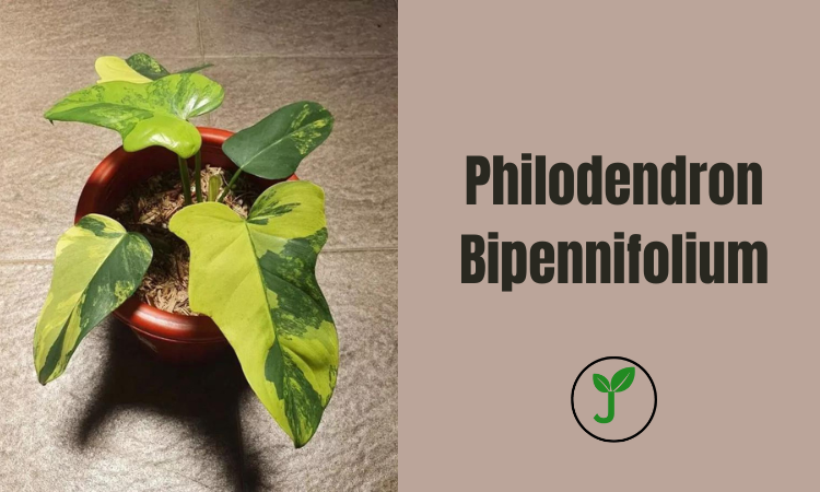 Philodendron Bipennifolium