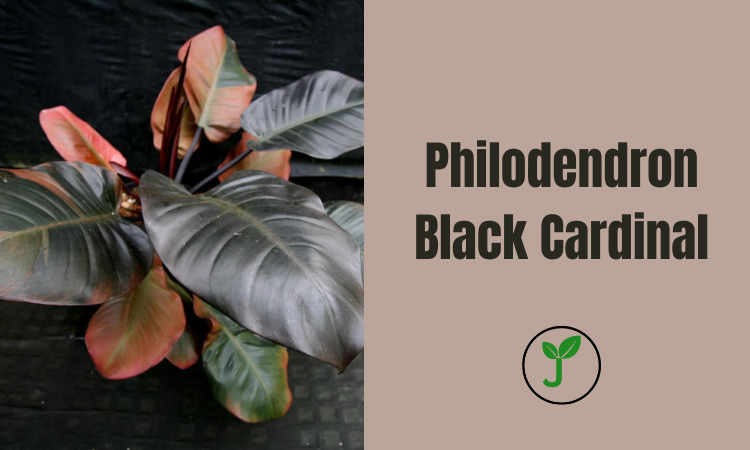 Philodendron Black Cardinal
