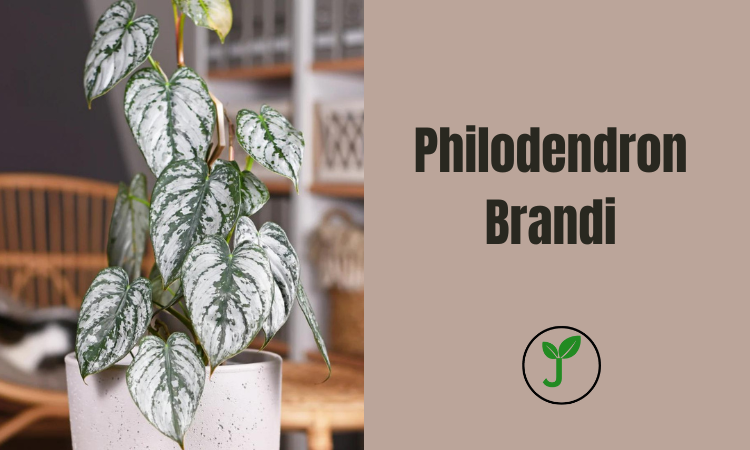 Philodendron Brandi