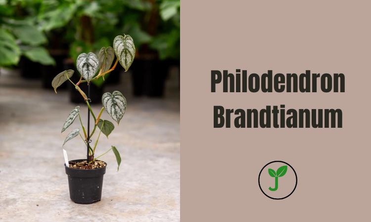 Philodendron Brandtianum