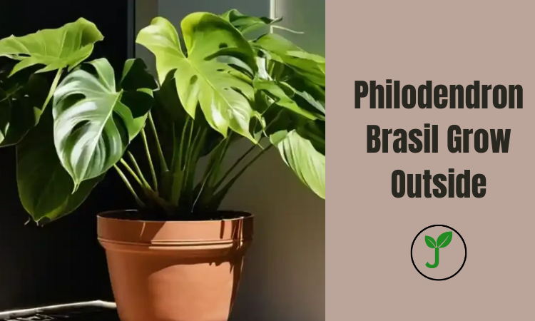 Philodendron Brasil Grow Outside