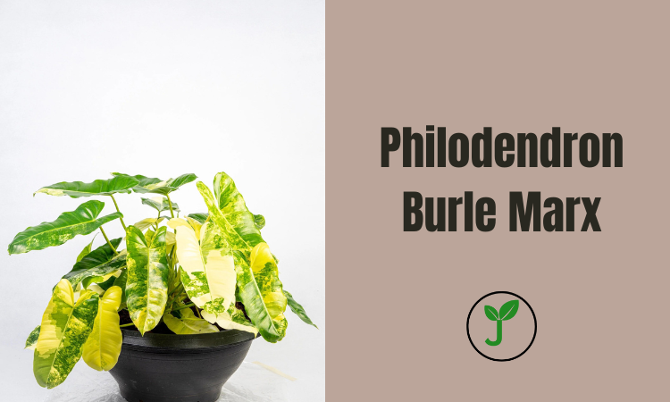 Philodendron Burle Marx