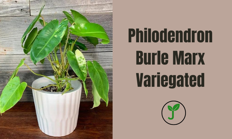 Philodendron Burle Marx Variegated