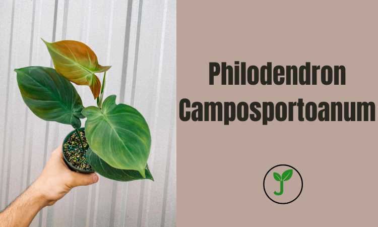 Philodendron Camposportoanum