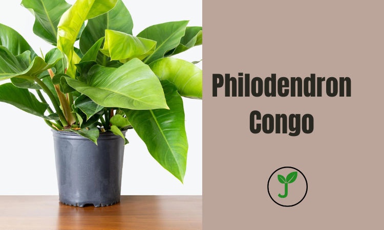 Philodendron Congo