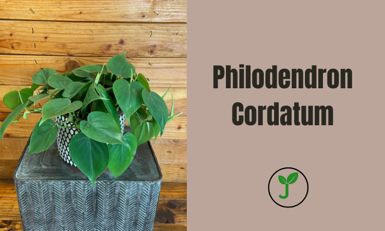 Philodendron Cordatum