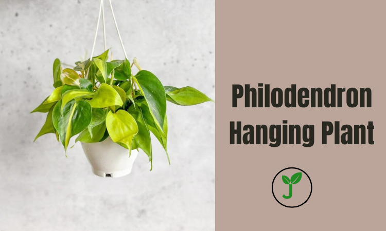 Philodendron Hanging Plant