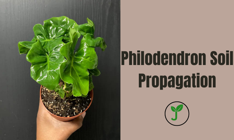 Philodendron Soil Propagation