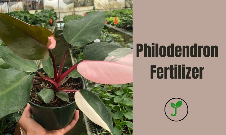 Philodendron Fertilizer