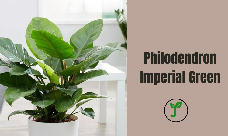 Philodendron Imperial Green