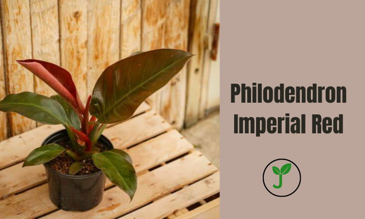 Philodendron Imperial Red