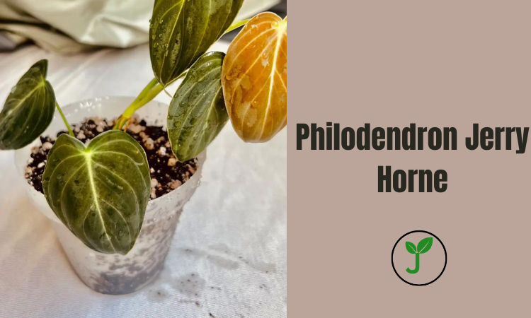 Philodendron Jerry Horne