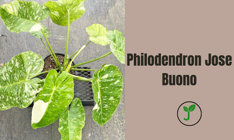 Philodendron Jose Buono