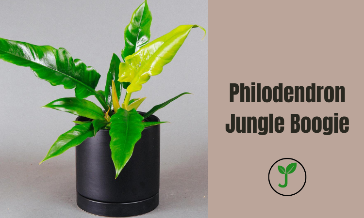 Philodendron Jungle Boogie