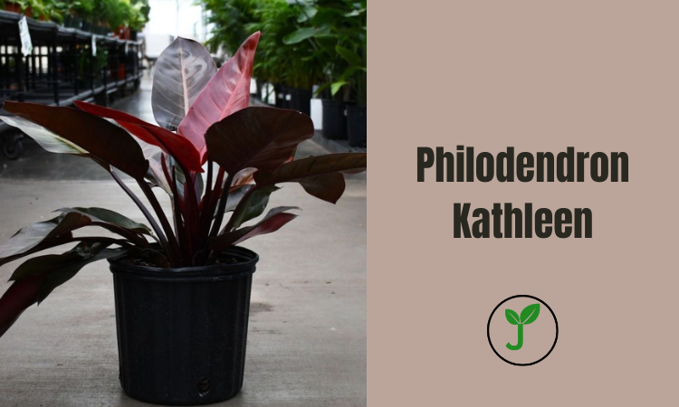 Philodendron Kathleen