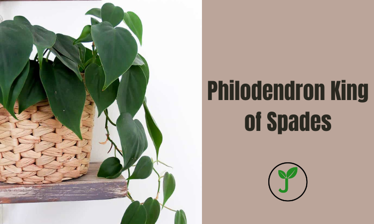 Philodendron King of Spades