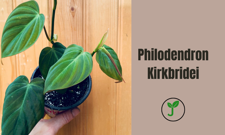 Philodendron Kirkbridei