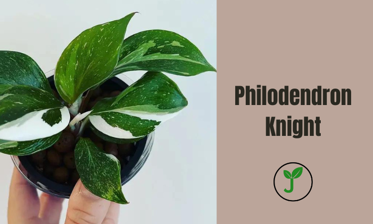 Philodendron Knight