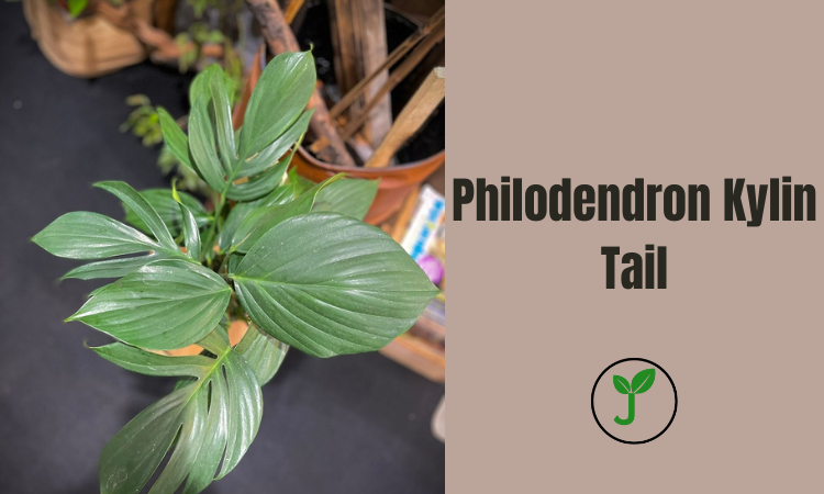 Philodendron Kylin Tail