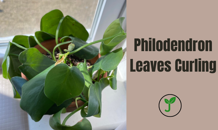 Philodendron Leaves Curling