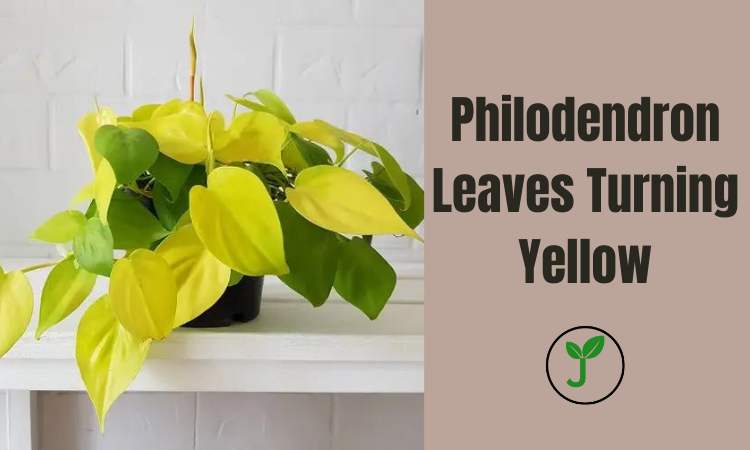 Philodendron Leaves Turning Yellow