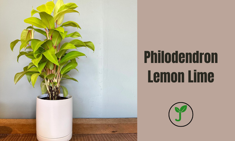 Philodendron Lemon Lime