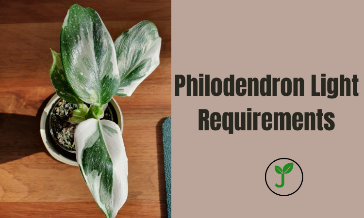 Philodendron Light Requirements