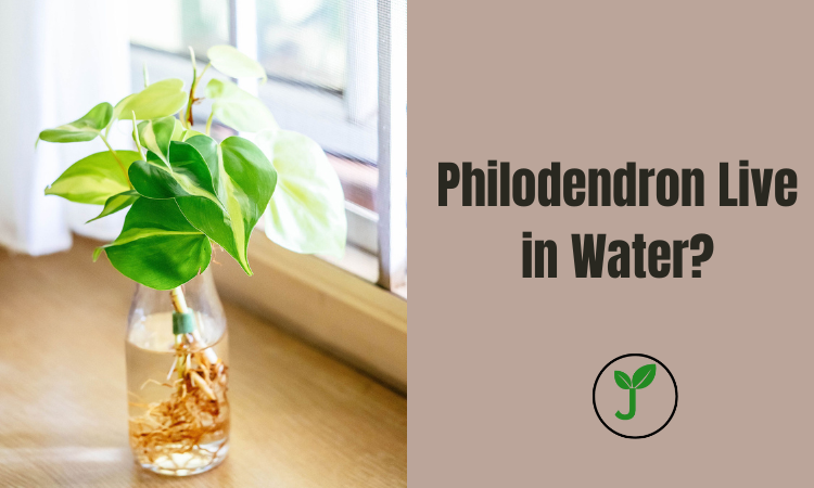 Philodendron Live in Water?